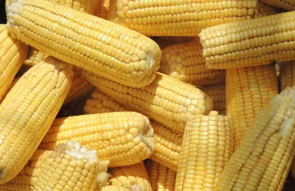 Campos deben teñirse de maíz para aumentar producción y revolucionar industria del etanol