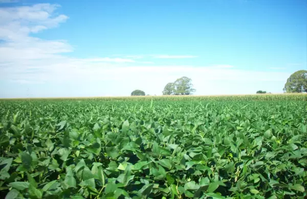 Potencial del campo paraguayo está por encima de las 15 millones de toneladas de soja