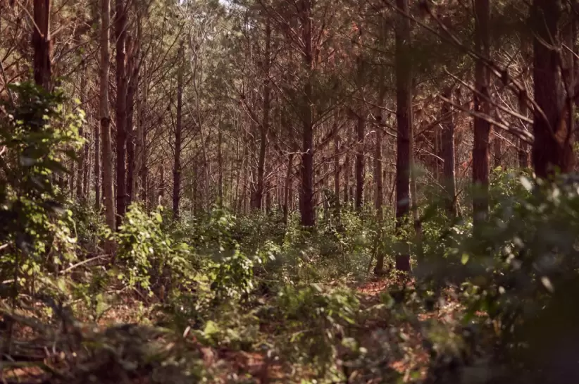 santo-domingo-el-proyecto-forestal-de-novartis-que-compensa-las-emisiones-anuales-de-140-mil-autos