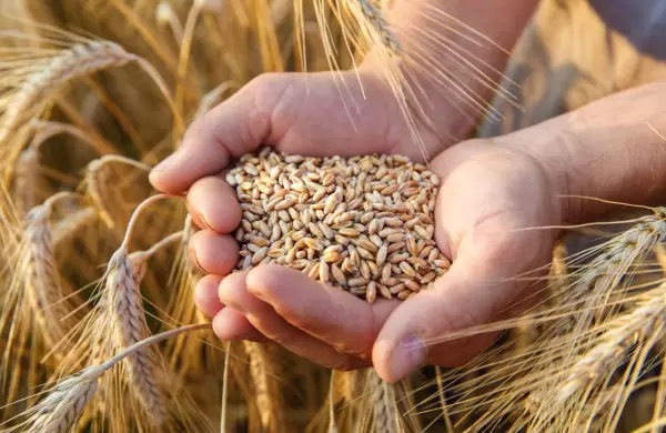 Brasil se quedó sin trigo: Paraguay se prepara para enviar harina a los mercados internacionales