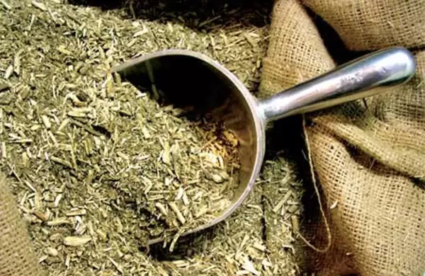 Yerba mate paraguaya conquistó tres nuevos mercados y sumó 22 destinos al primer semestre