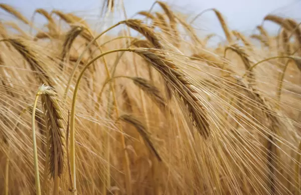 Trigo y canola vuelven a crecer en Paraguay, pero el precio sigue siendo el verdadero termómetro