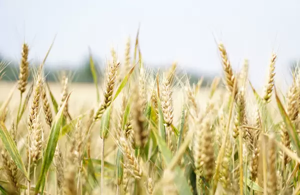 La campaña dorada del trigo, exportaciones crecieron más del 120%