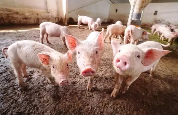 Sector porcino apuesta por mayor producción para aprovechar la creciente demanda internacional