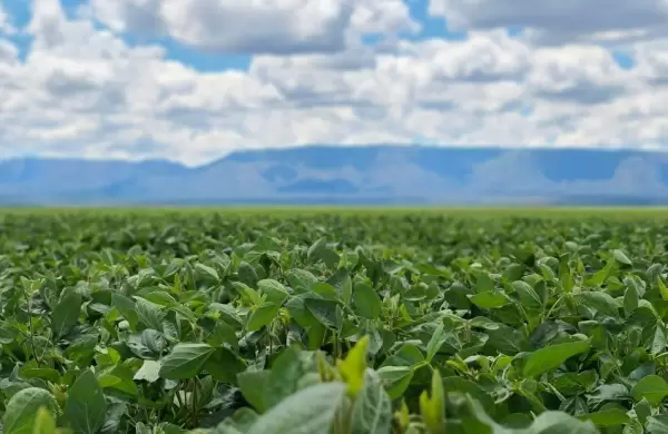 Economía en riesgo: bajan estimación de producción de soja paraguaya en 8,7 millones de toneladas