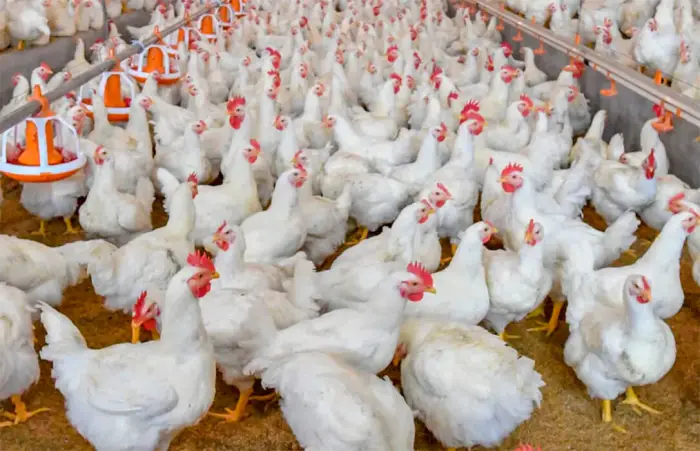 Uso del cannabis en la alimentación de pollos
