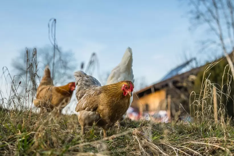 pollos, gallinas, aves