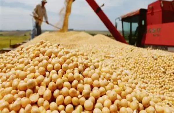 Producción de soja paraguaya cerca de las 11 millones de toneladas para zafra 2024-2025