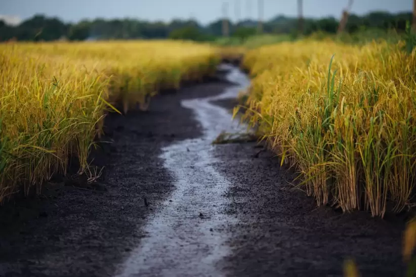 Carretera Vacía Entre Campo De Arroz