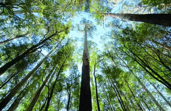 Créditos de Carbono: Paraguay tiene la oportunidad de capitalizar US$ 1.000 millones con sus riquezas naturales