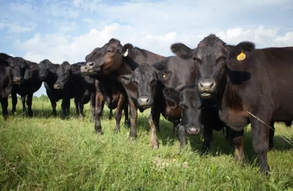 Valor por ventas aumentó para el sector ganadero: "La demanda internacional de carne bovina paraguaya continúa en ascenso", destacan