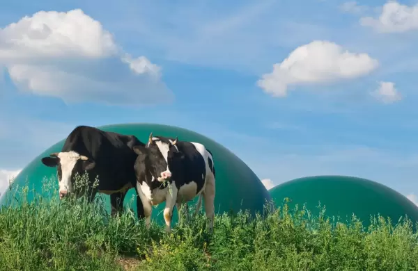 Paraguay tiene gran potencial para generar biogás con desechos agropecuarios