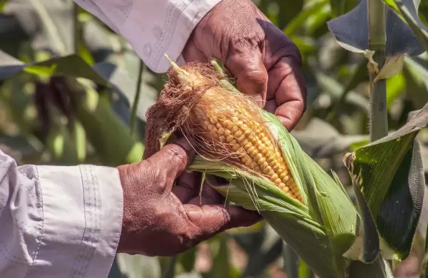 Maíz en zona roja: Paraguay recibió US$ 17,5 millones menos por caída en las exportaciones
