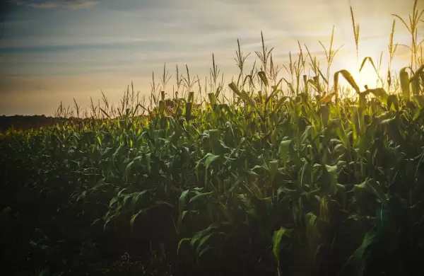 Agro paraguayo se mantiene con optimismo: alta producción del maíz compensará reducciones de la soja