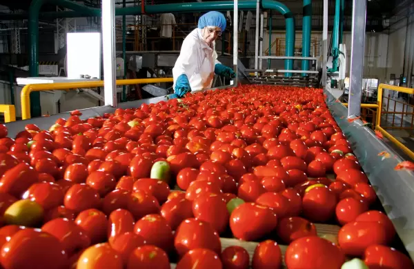 Productores de tomate con alivio de precios, entre el consumo local y el mercado argentino