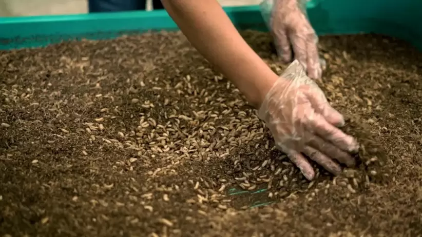 Agrotech, Startups, Nutrition Technologies