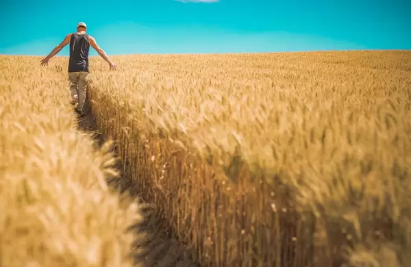 Molineros tienen capacidad para industrializar 100% de trigo nacional pero necesitan más mercados