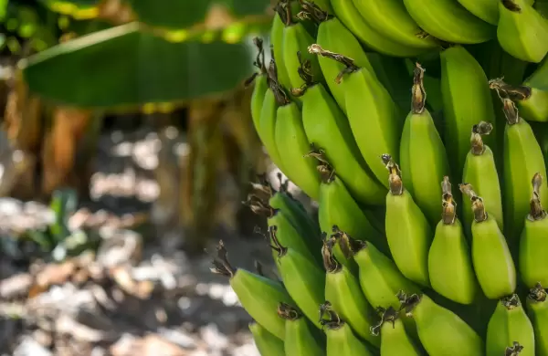 Banana paraguaya seguirá conquistando mercados este 2025