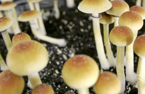 Un informe proyecta que mercado de hongos psicodélicos alcanzará una valoración de US$ 3.300 millones para finales de 2031 y explica por qué