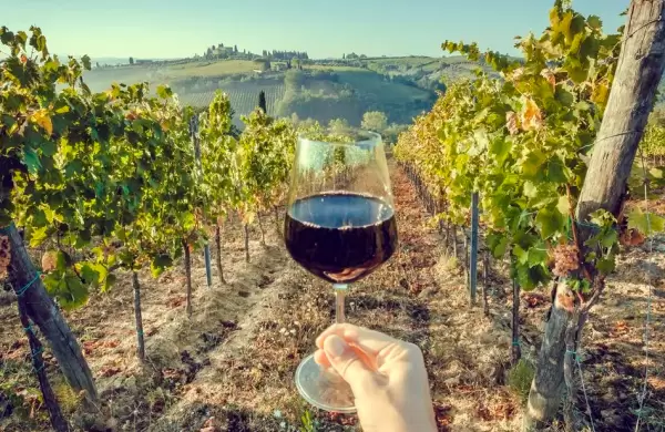 Los 6 mejores lugares de Francia para pasear entre viñedos