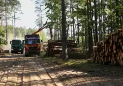 Produccin forestal como una alternativa sustentable para el crecimiento econmico