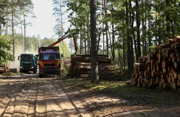 Paraguay, un destino prometedor para inversores extranjeros en el sector forestal