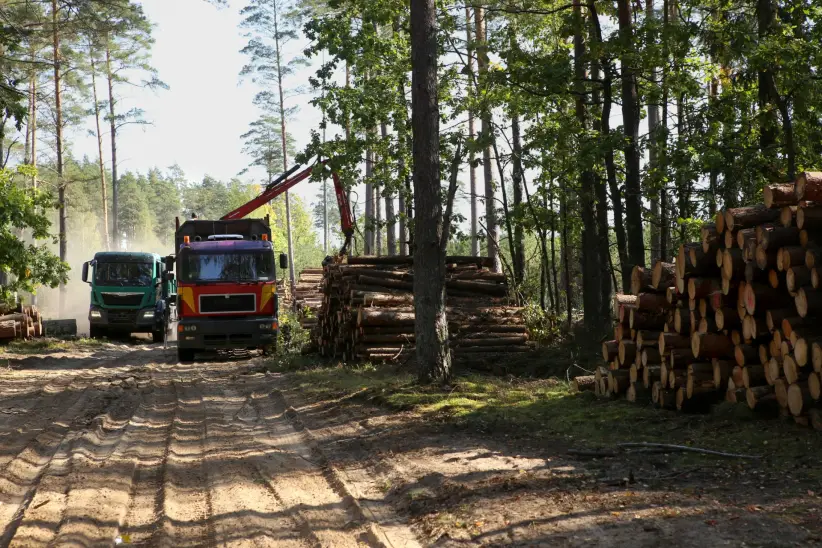 Producción Forestal