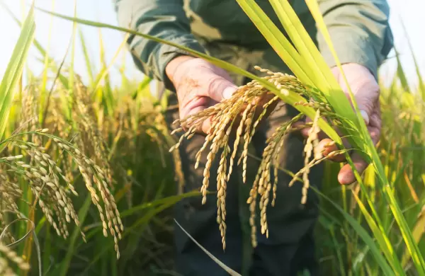 Arroz paraguayo con oportunidad de impulso tras catástrofe climática en Brasil