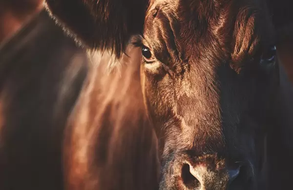 UE-Mercosur: hay oportunidades para la carne pero animales deben ser trazados, señalan