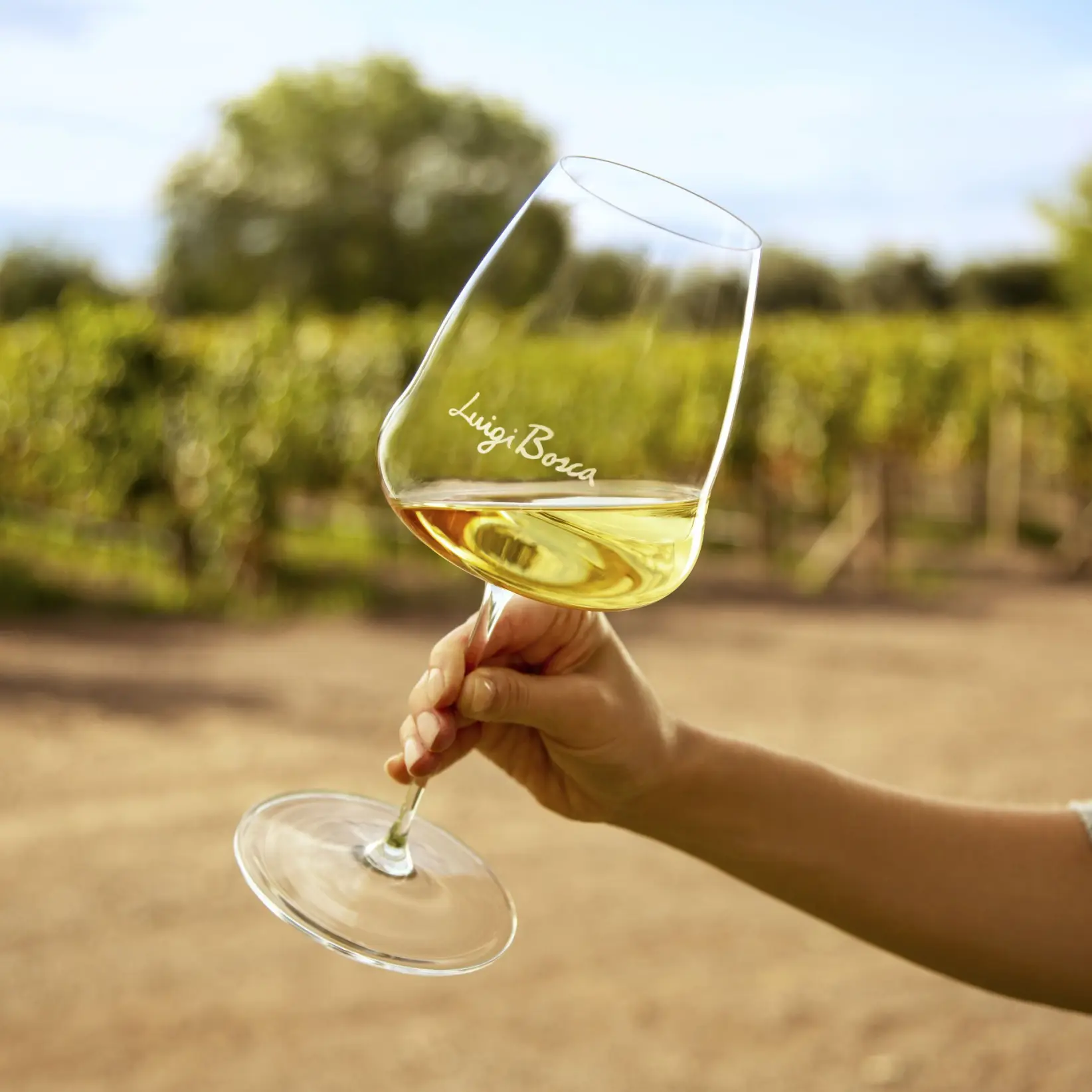 foto - luigi bosca chardonnay (2)