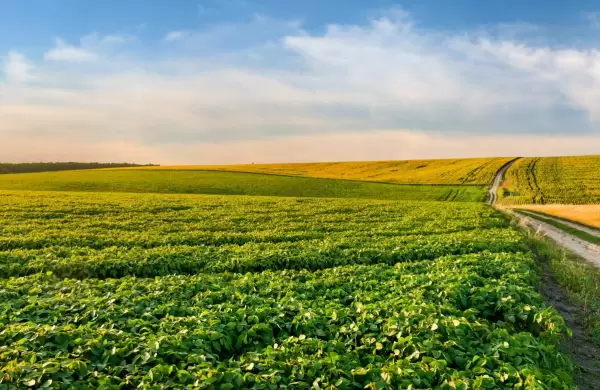 Más de US$ 4.492 millones con sabor a campo, lo que generaron las exportaciones a junio