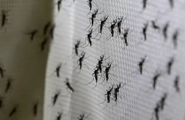 Liberan mosquitos genéticamente modificados para combatir una enfermedad tan vieja como conocida