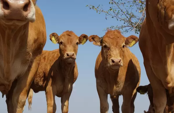 Ganaderos esperan cerrar el 2025 con la carne paraguaya en las mesas de Norteamérica y Asia