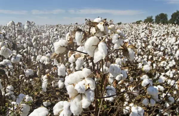 Exportaciones de algodón generan casi US$ 50 millones para Paraguay, seduciendo a Asia como principal destino