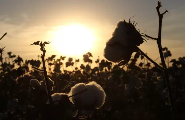 El algodón vuelve a florecer, producción en la Región Oriental supera las 10.800 toneladas