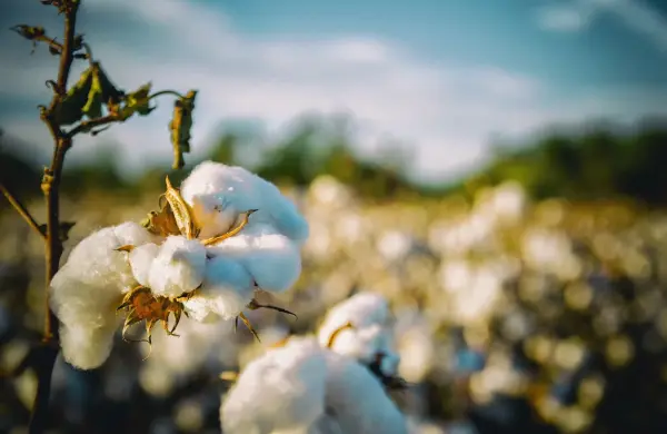 Regreso del oro blanco: Paraguay puede reactivar el algodón pero debe aumentar la producción