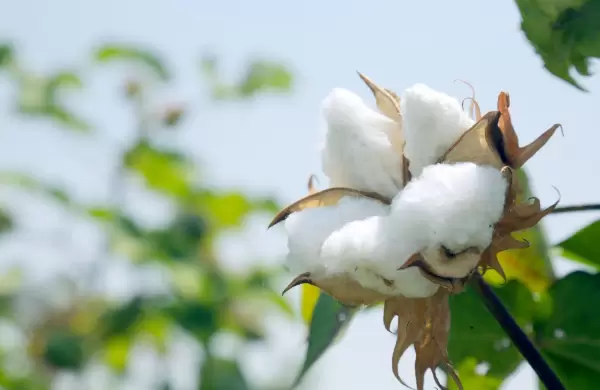 El algodón, el "oro blanco" que apunta a 60.000 toneladas y brillará en el segundo semestre