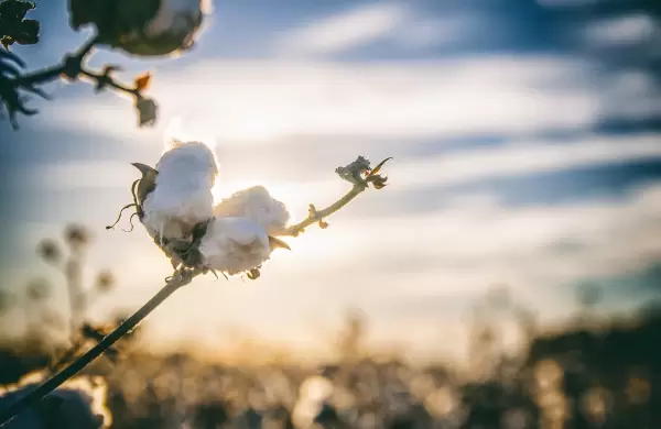 El renacer del oro blanco, exportación del algodón paraguayo creció 850%