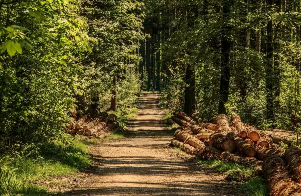 Economía verde: Paraguay quiere ser potencia forestal