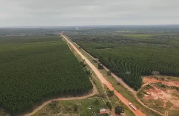 Paracel, el acelerador del desarrollo forestal en el país empezará a operar en el 2027