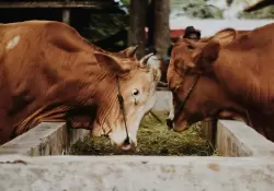 La carne paraguaya gana valor en el mundo: estos son los países que mejor pagan