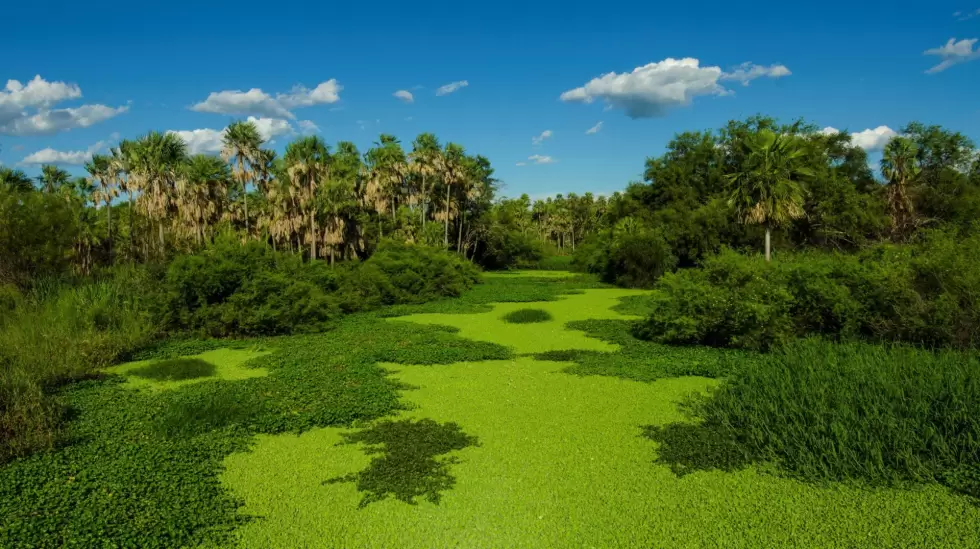 Chaco, pantanal