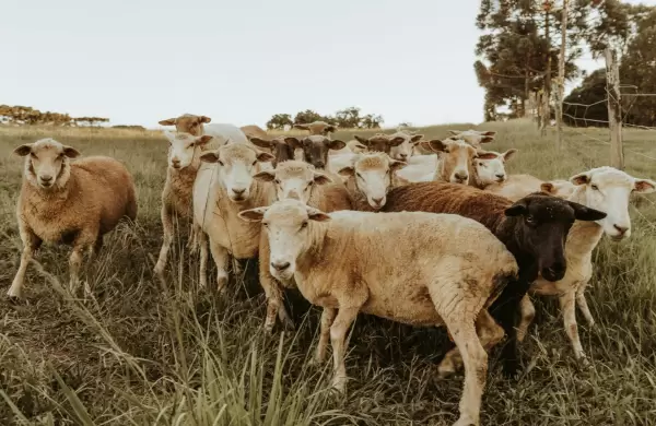 Productores paraguayos buscan ser líderes en exportación de genética ovina en la región