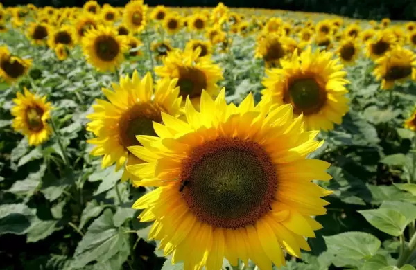 Paraguay puede convertirse en un importante productor de girasoles en la región