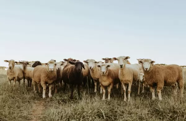 "La genética ovina nacional está en su mejor momento": exportaciones superan lotes de 30 cabezas y razas se están consolidando