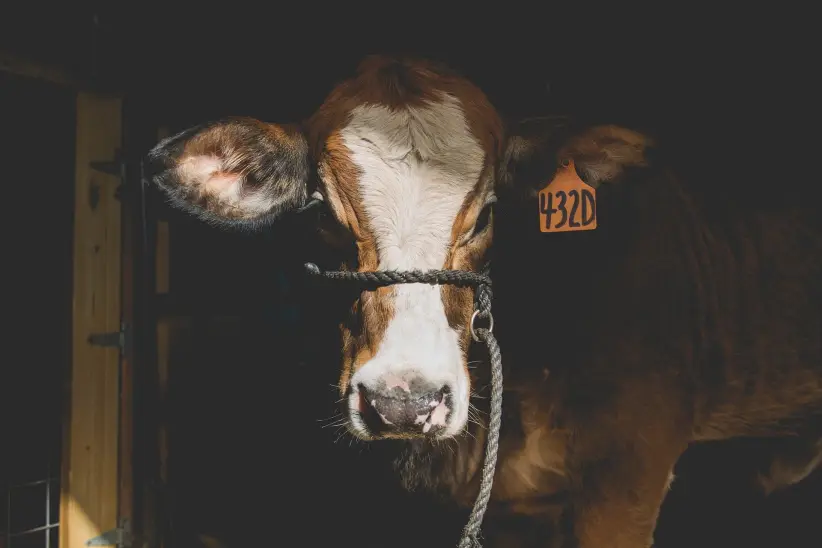 vaca