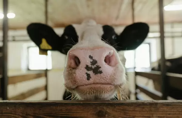 Americanos prefieren cada vez más carne paraguaya, se posicionan como el quinto mayor comprador