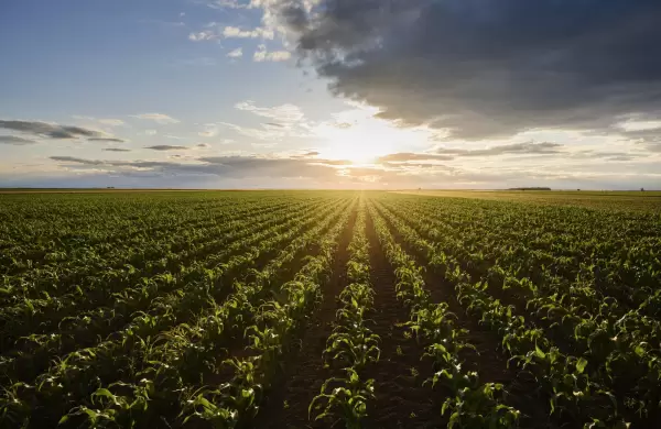 Alerta para zonas productivas: lluvias de diciembre definen rumbo de la soja zafra 2024-2025
