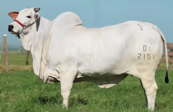 La vaca de los US$ 216.000: ¿por qué ésta Nelore se convirtió en la más cara del país?