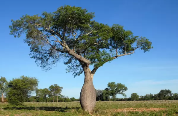 El Samu'u paraguayo ya conquistó a ocho países y aspira llegar a nuevos mercados internacionales